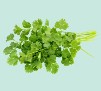 Coriander Leaves