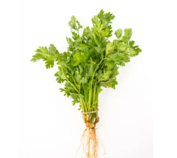 Coriander Leaves