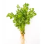 Coriander Leaves