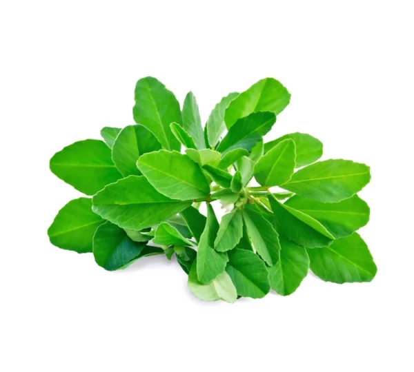 Methi leaves