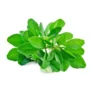 Methi leaves