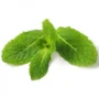 Mint leaves