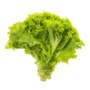 Organic little lettuce