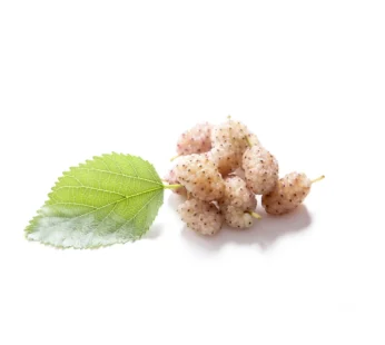 Organic White Mulberries