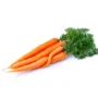Carrot